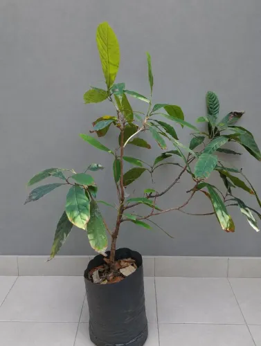 Mudas plantas