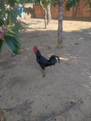 GALO CAIPIRA SEM ESPORÃO, FEMEIRO.
