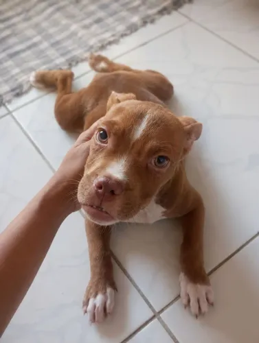 Filhote fêmea de American Bully