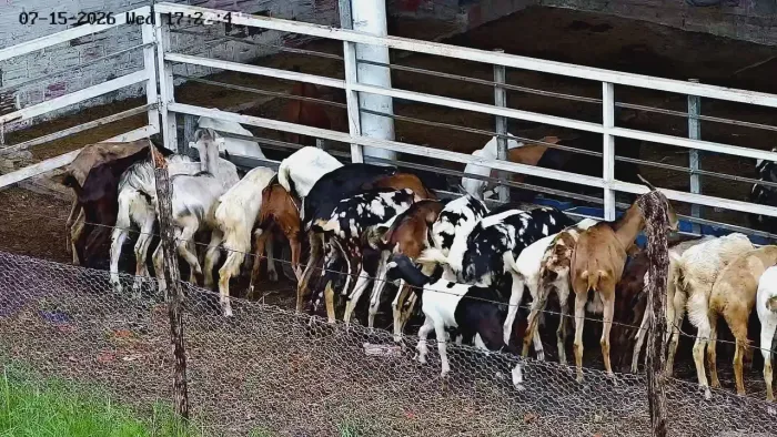Vende-se caprinos (cabras e bodes) Teresina Piauí