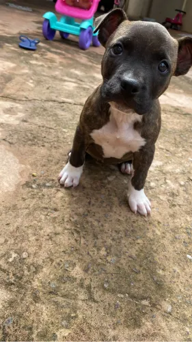 Vendo Pitbull Fêmea 