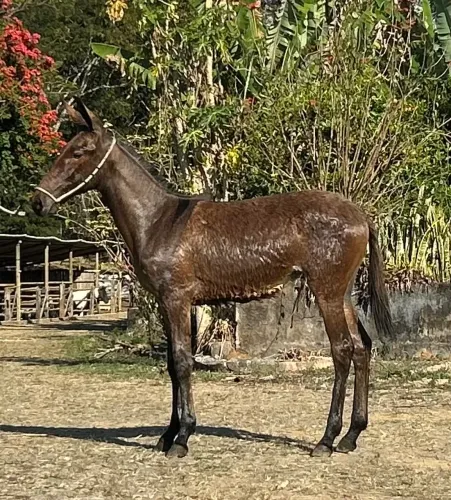 Mulinha de 6 meses a venda
