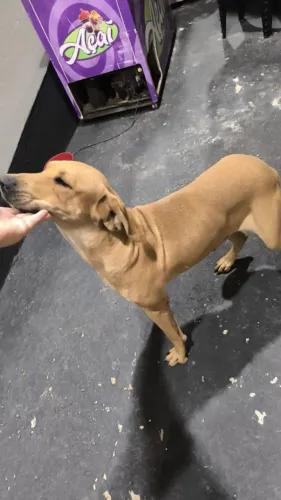 Cachorro fila brasileiro ( doação )