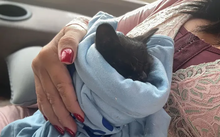 Adoção gato preto macho