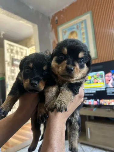 Filhotes de rottweiler