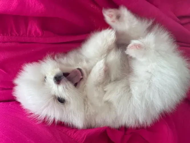 Cachorro Lulu da Pomerania com suporte pos venda para seu filhote.