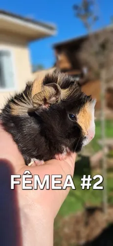 Filhote Porquinho da Índia Abissínio