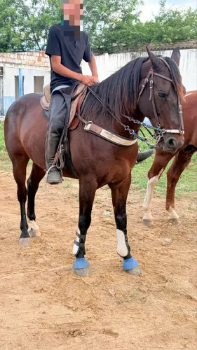 Cavalo de esquerda quarto de milha