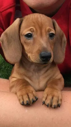 Basset / Teckel Afeto que ocupa pouco espaço e muito coração
