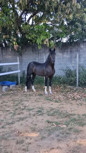 Vendo potro preto pampa calçado nas 4 patas registrado.