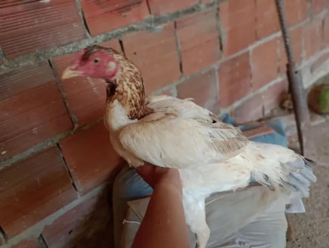 Vendo essa galinha por 100 reais