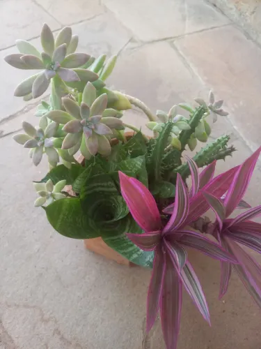 Vaso de plantas