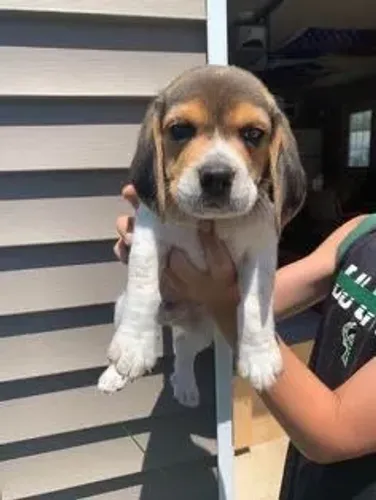 Beagle disponivel com vacinaçao