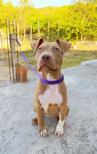 Pit Monster (molosso), Fêmea, 3 meses + Pedigree.