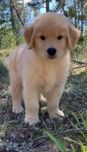 Golden Retriever - O Carinho Mais Leve Pode Estar Nesse Olhar