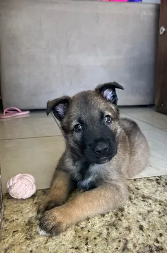 Filhote Pastor Belga Malinois