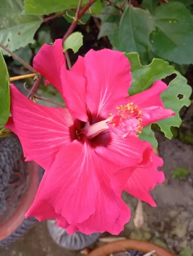 Passo apto no Jardim Tropical: condomínio São José 3