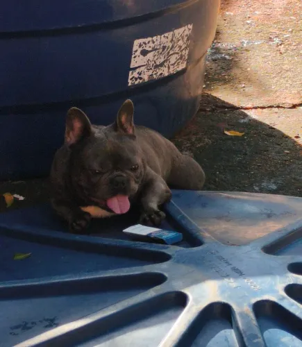 Bulldog francês blue