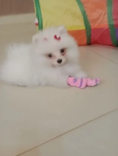 Spitz alemão anã, fêmea micro, em 10x com pedigree e entrega