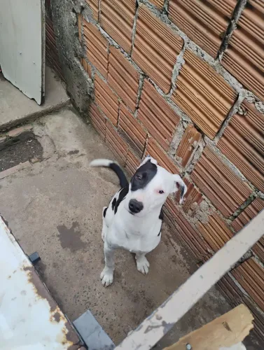 Doa-se filhote Pit Bull com 6meses