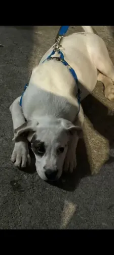 Doa-se cachorro de porte grande