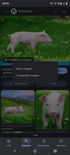 Porco novo com um mes