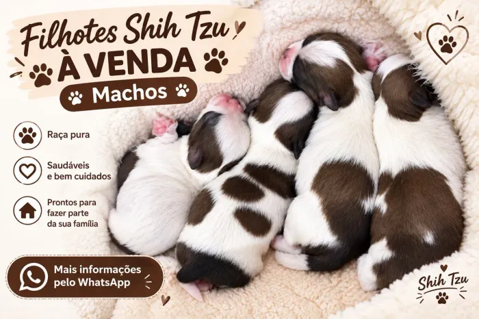 Filhotes de Shih Tzu MACHO