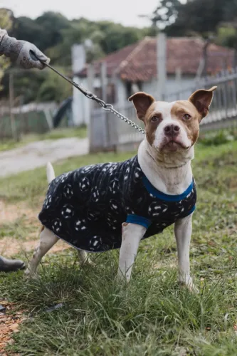 Pit Bull- guarda adoção
