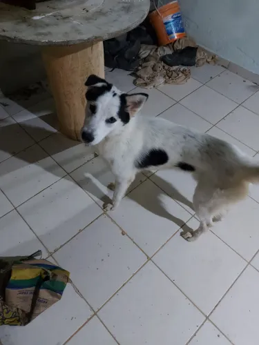 Doa-se husky siberiano macho