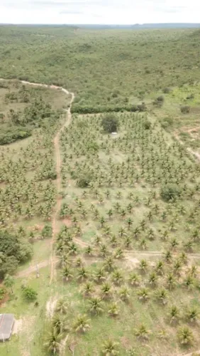 Pés de coco produzindo