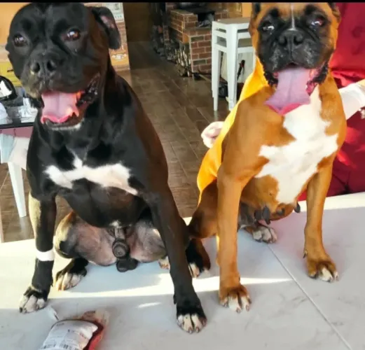 Boxer padreador 