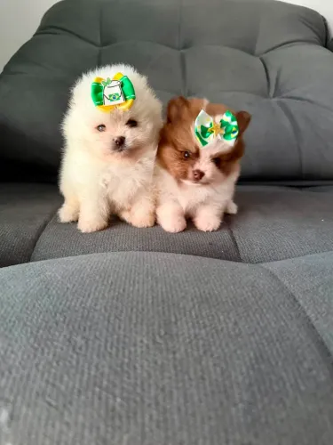 Lindos Filhotes de Spitz Alemão Anão