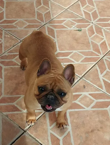 Bull F. Fêmea Adulta bem Pequena