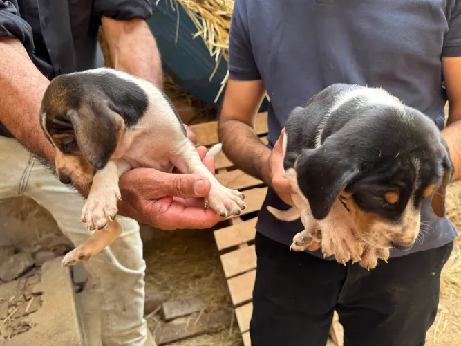 Cachorro americano urrador raça 100% pura