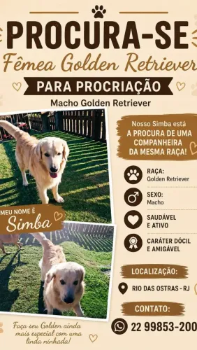 Procuro golden fêmea para cruzar com meu Golden Macho