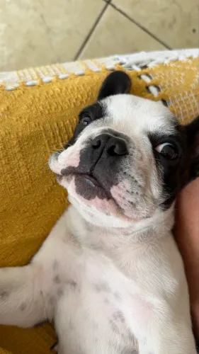 BULDOGUE FRANCÊS 