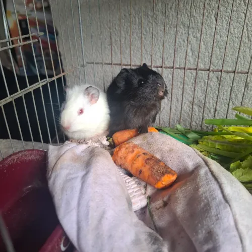 Vendo porquinhos da India