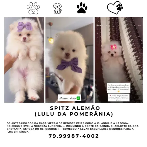 Lulu da Pomerânia - Filhote à Venda