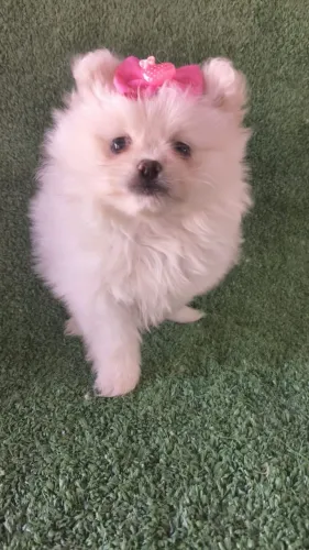 Spitz alemão anão 
