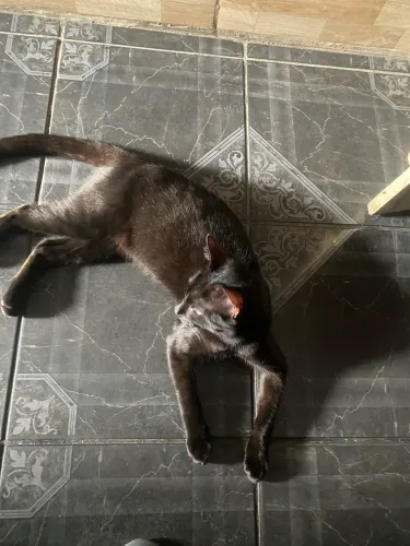 Doação de gato