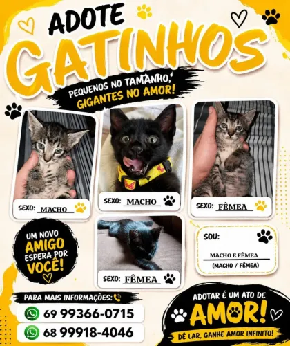 GATINHOS PARA ADOÇÃO