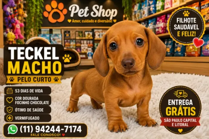 Filhotes de Basset, na cor dourada, tenho um casal!! Entregamos a Domicilio