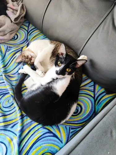 Gatinhas castradas para doação conjunta