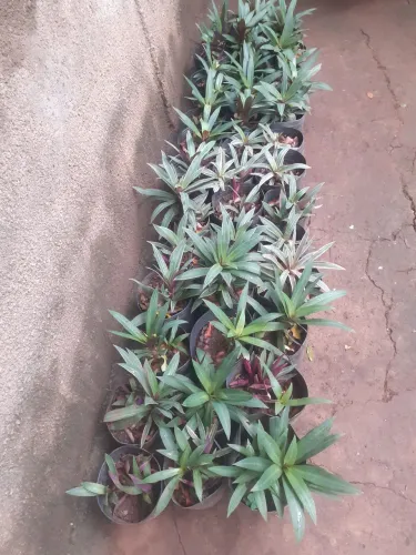 Planta e jardim