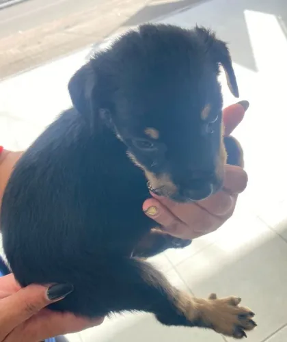Vende-se cachorro Rottweiler