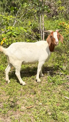 Cabras Boer
