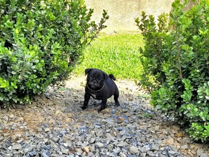 Pug macho e fêmea, pais com pedigree! Preto e Abricot, escolha o seu.