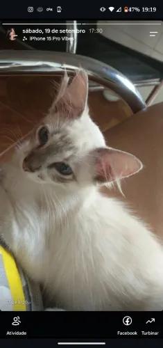 Doação de gato