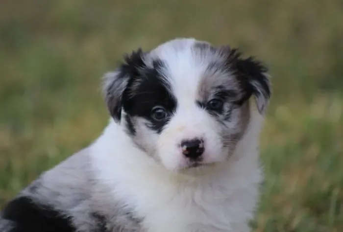 Border Collie Blue Merle: Último bebê