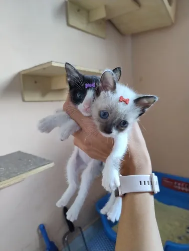 Gatinhas para adoção